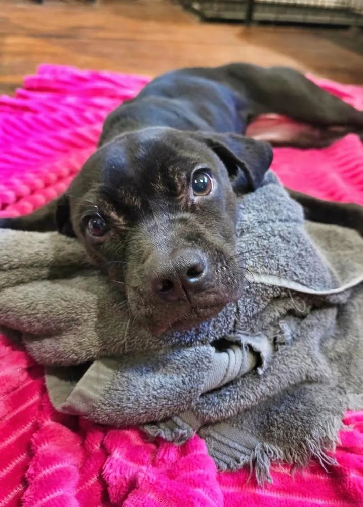 A baby medium-sized female Pit Bull Terrier dog named Bessie for adoption in Wake Forest, NC