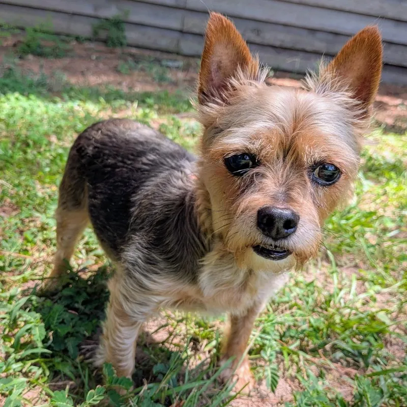 A senior small-sized male Brown / Chocolate Yorkshire Terrier dog named Finn Ryder for adoption in Houston, TX