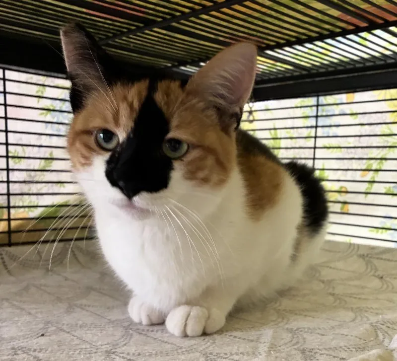 A baby small-sized female Domestic Short Hair cat named Echo for adoption in Wasilla, AK