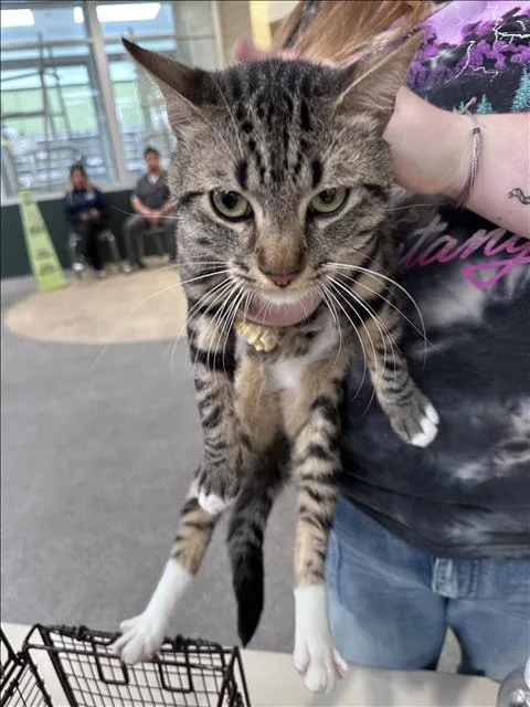 A young small-sized male Domestic Short Hair cat named Wally for adoption in Los Angeles, CA