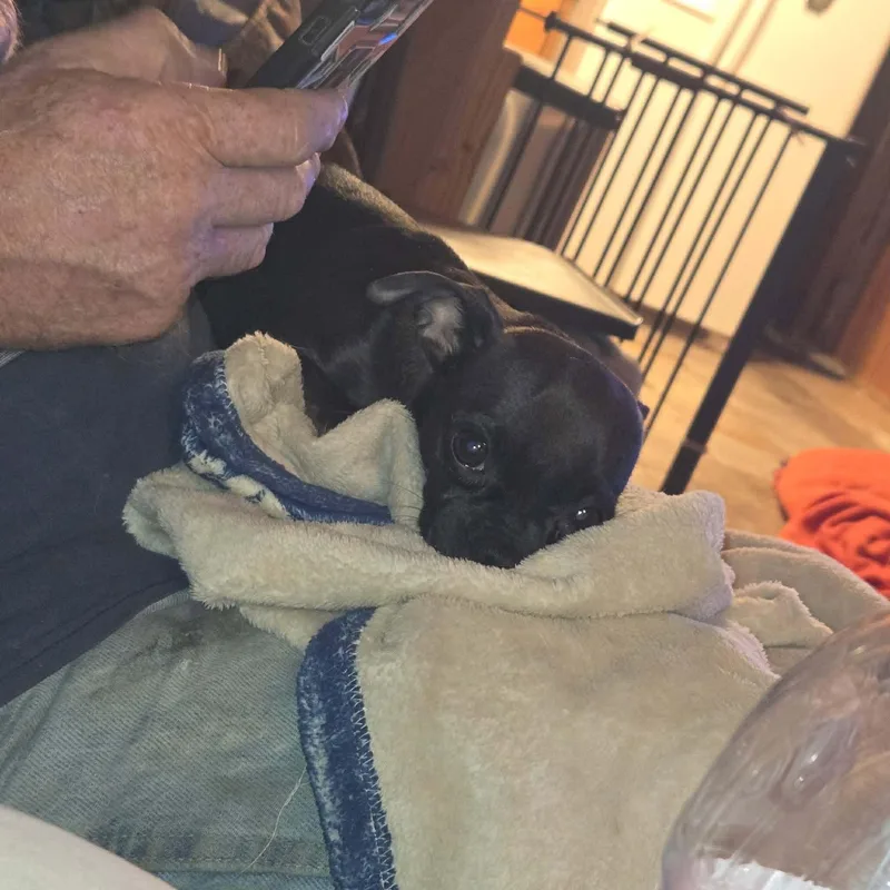 A young small-sized female Black Chihuahua dog named Kylee for adoption in Uxbridge, MA