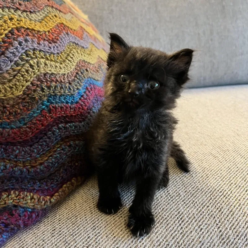 A baby small-sized male Smoke Domestic Medium Hair cat named Yoda Costa Mesa Location for adoption in Chino Hills, CA