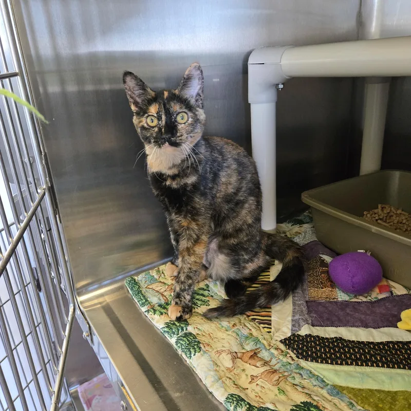 A young medium-sized female Tortoiseshell cat named Olive for adoption in West Branch, MI