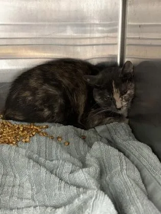 A young medium-sized male Black Domestic Medium Hair cat named Toronto for adoption in El Paso, TX