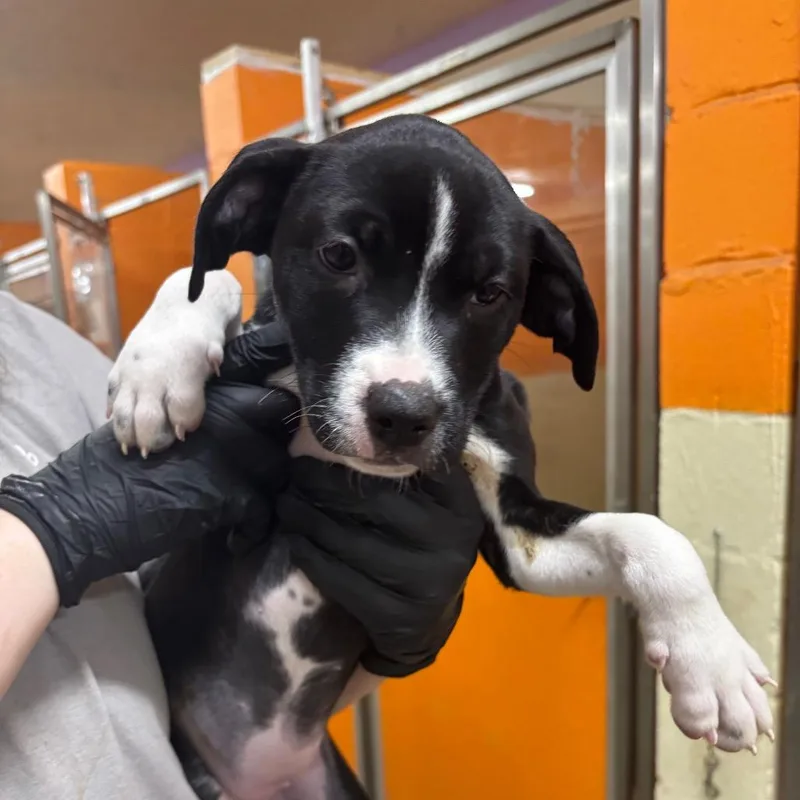A baby medium-sized female Black Mixed Breed dog named Shrimp for adoption in Pensacola, FL