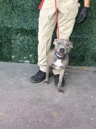 A baby large-sized female Pit Bull Terrier dog named 61770180 for adoption in El Paso, TX