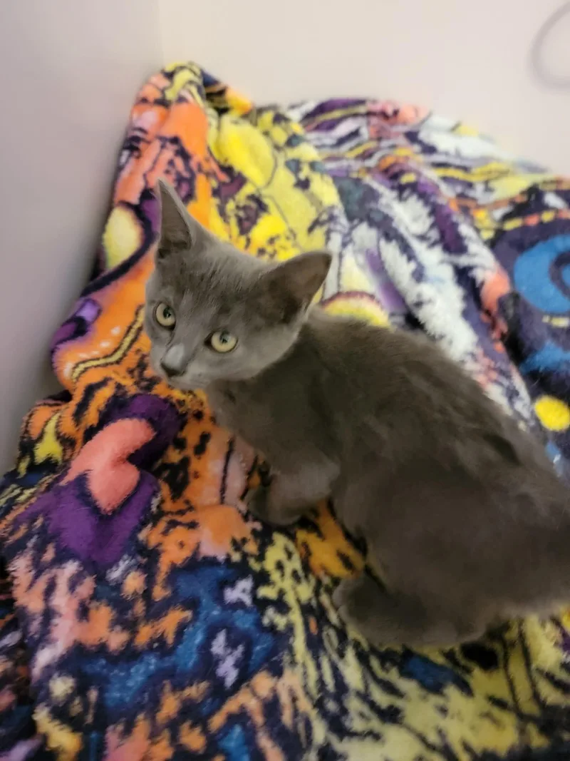 A baby medium-sized female Gray / Blue / Silver Domestic Short Hair cat named Alice for adoption in Holbrook, NY