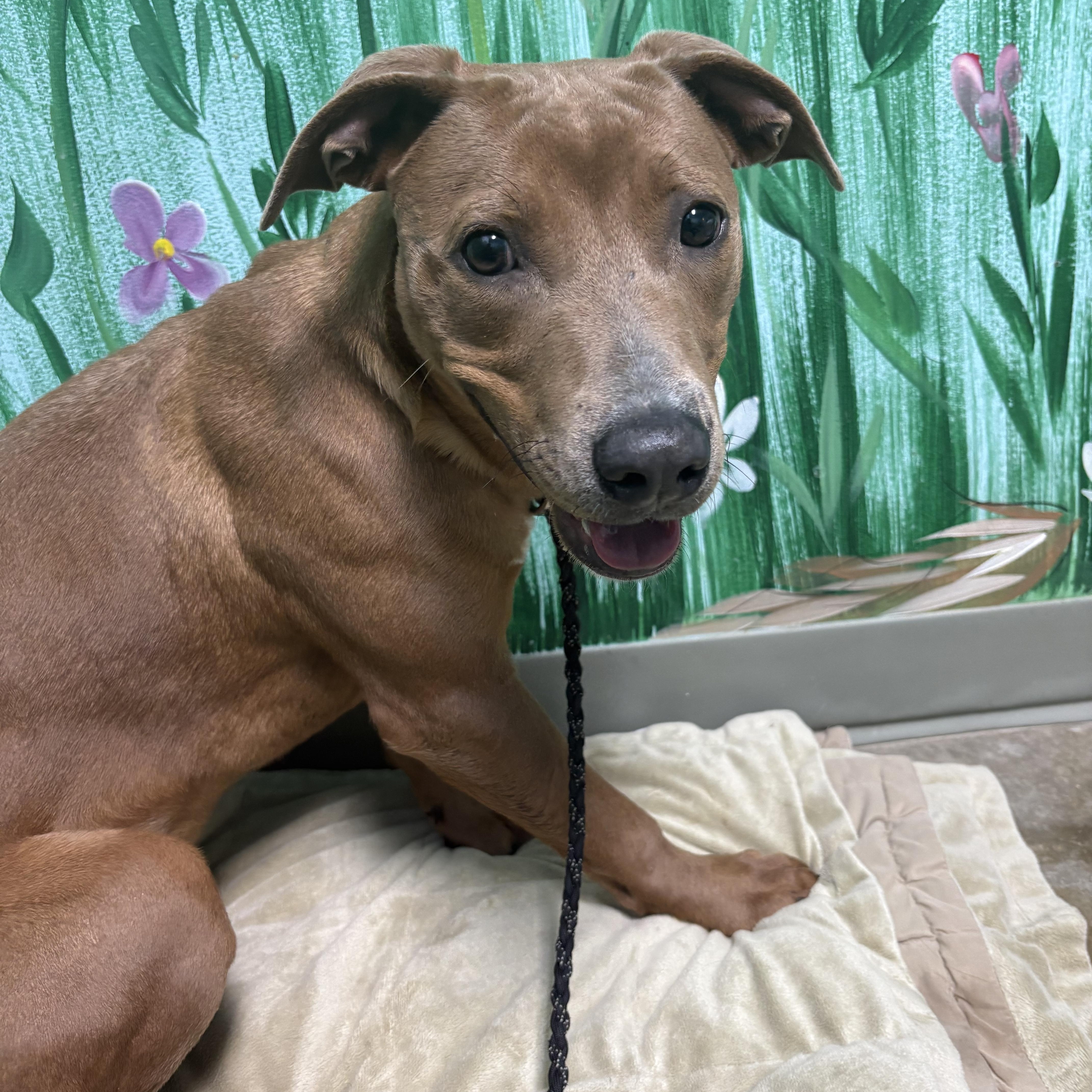 A young medium-sized female Brown / Chocolate Pit Bull Terrier dog named Bea for adoption in Godfrey, IL