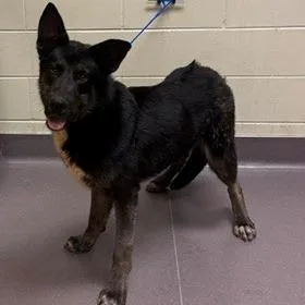 A young large-sized male Black German Shepherd Dog dog named Blaze for adoption in Norman, OK