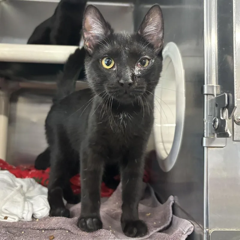 A baby medium-sized male Black Domestic Short Hair cat named Rebel for adoption in Newark, DE
