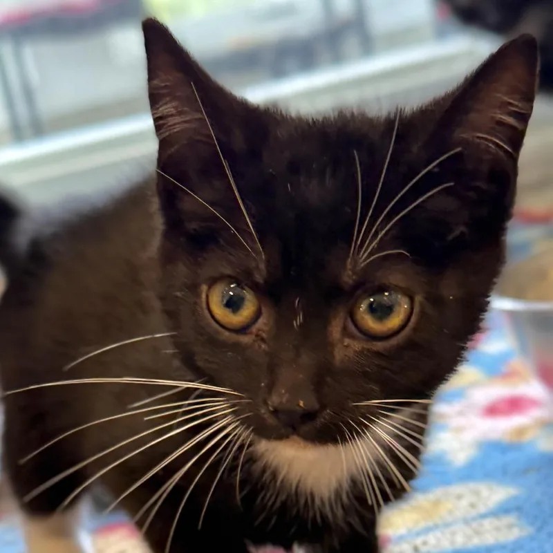 A baby small-sized male Black Domestic Short Hair cat named Ritz for adoption in Gloucester, VA