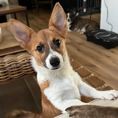 A baby small-sized male Corgi dog named Gus for adoption in Loveland, CO