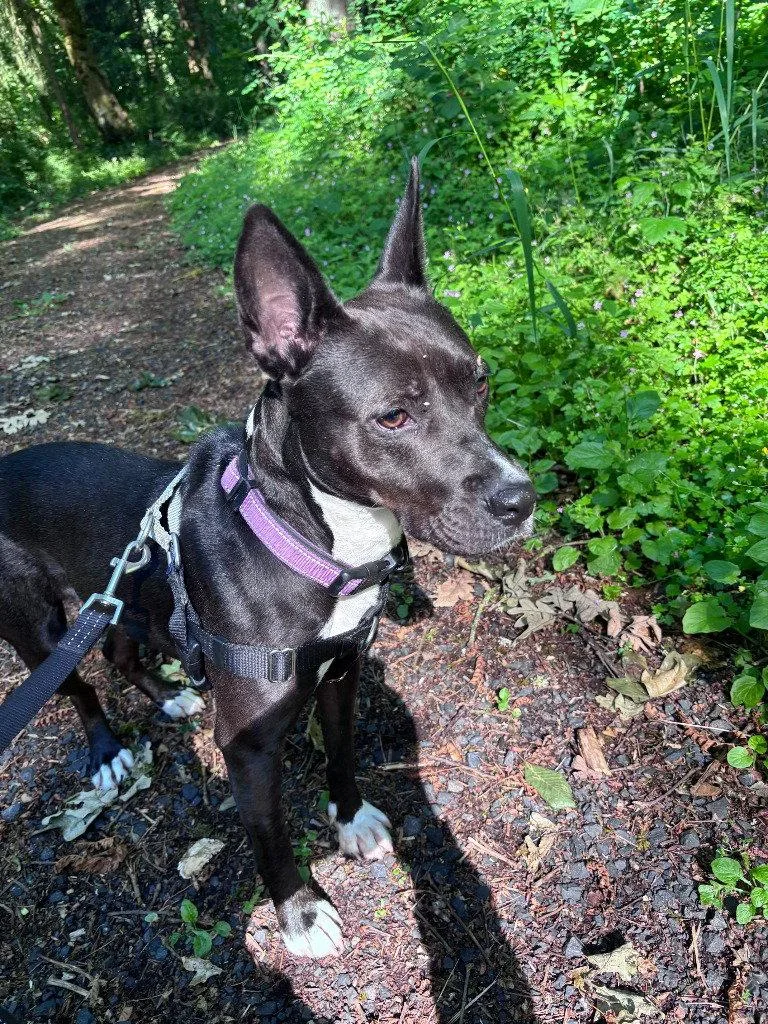 An adult medium-sized female Terrier dog named Ezma for adoption in St. Helens, OR