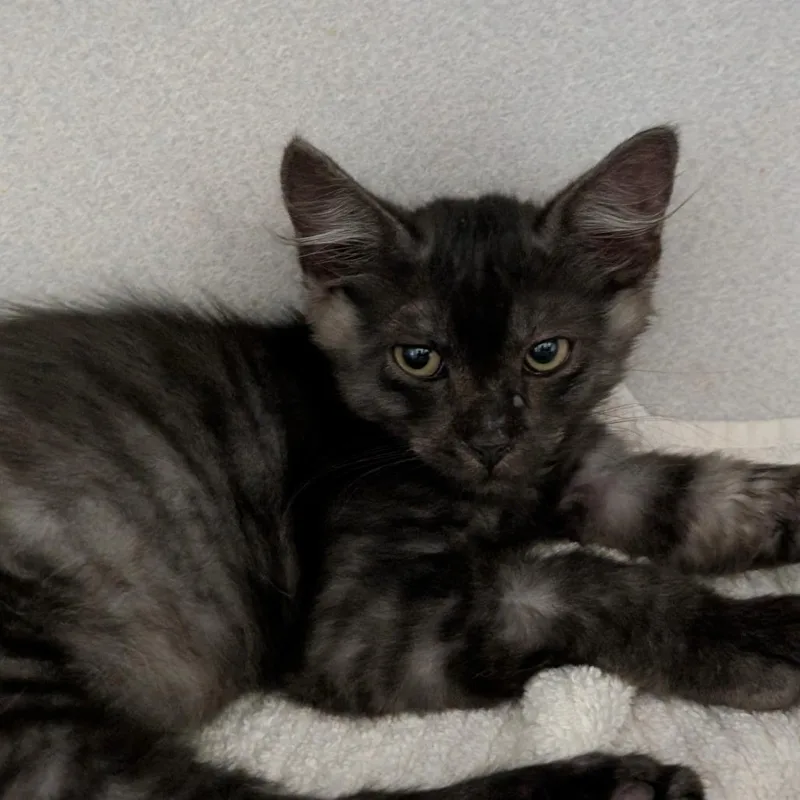 A baby medium-sized male Black Domestic Medium Hair cat named Mulder for adoption in Leander, TX