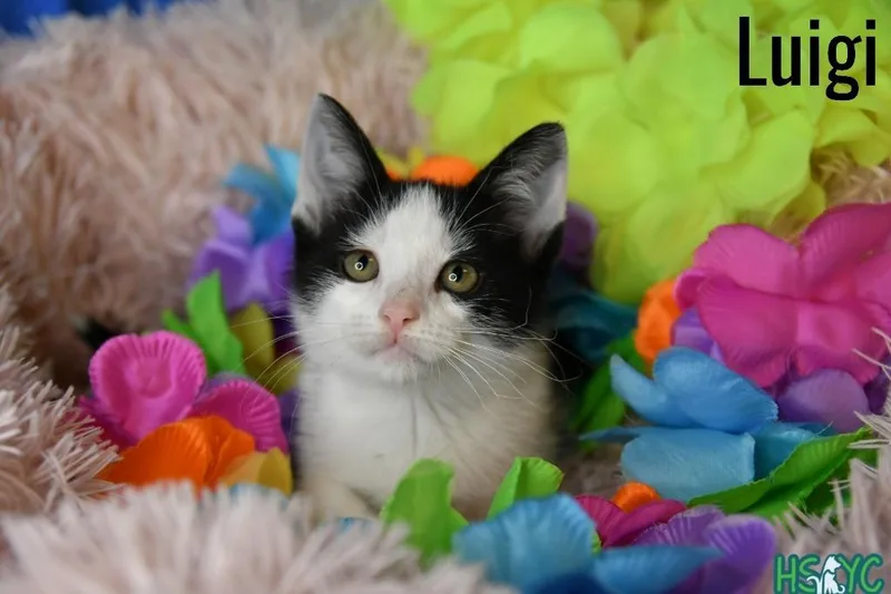 A baby medium-sized male Domestic Short Hair cat named Luigi for adoption in Fort Mill, SC