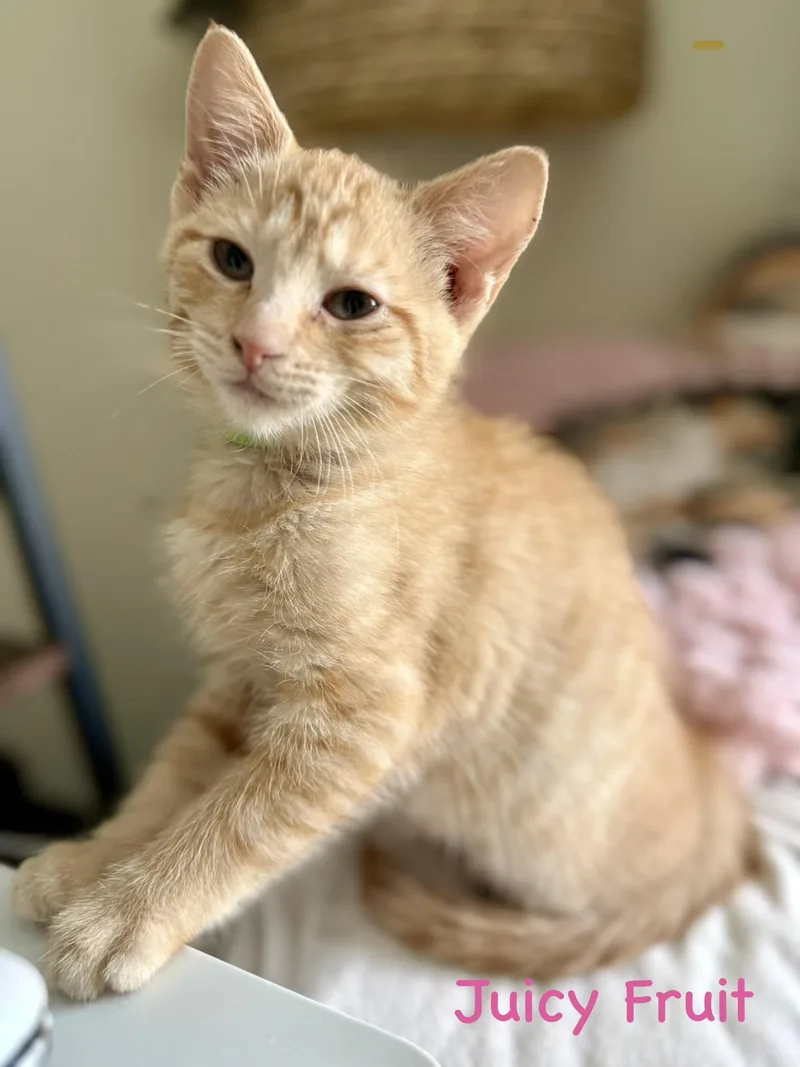 A baby small-sized female Domestic Medium Hair cat named Juicy Fruit for adoption in Lacona, NY