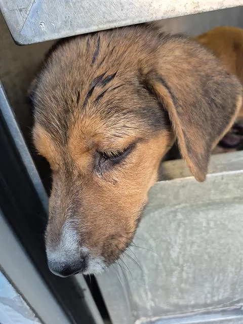 A baby small-sized female Terrier dog named Tan for adoption in San Antonio, TX