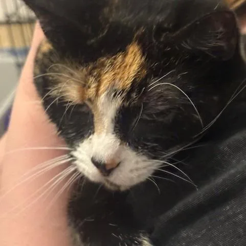 Millie