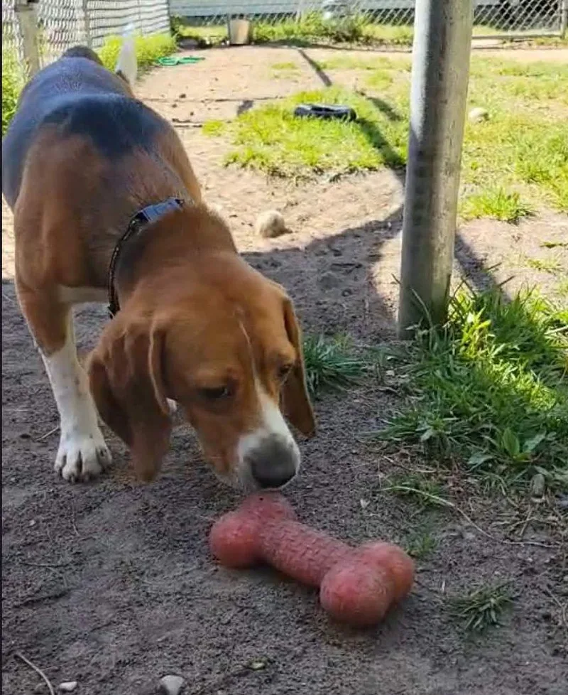 A young medium-sized male Tricolor (Brown, Black, & White) Beagle dog named Winston for adoption in Portage, WI