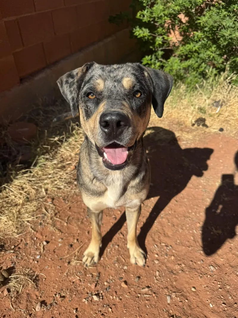A young medium-sized female Merle (Blue) Catahoula Leopard Dog dog named Lemon for adoption in Ivins, UT