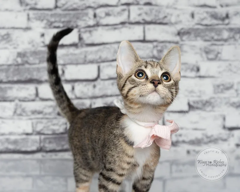 A baby medium-sized female Gray / Blue / Silver Domestic Short Hair cat named Tori for adoption in Tuscaloosa, AL