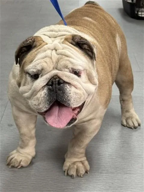 An adult medium-sized male English Bulldog dog named Roscoe for adoption in San Bernardino, CA