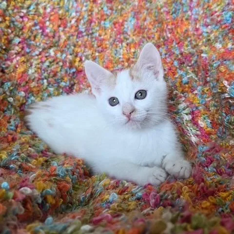 A baby small-sized female Domestic Short Hair cat named Pancake for adoption in Woodstock, GA