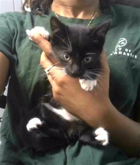 A baby small-sized male Domestic Short Hair cat named Budd for adoption in Tallahassee, FL