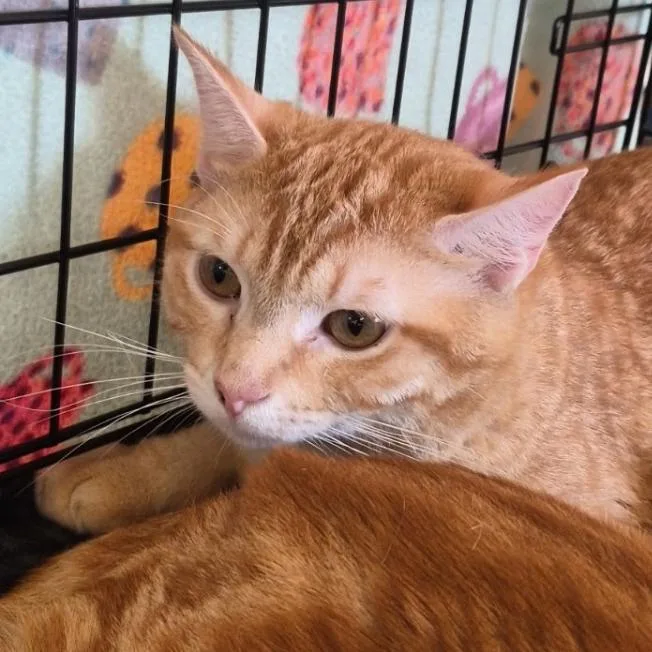 An adult medium-sized male Tabby (Orange / Red) Domestic Short Hair cat named Caribbean for adoption in Indiana, PA