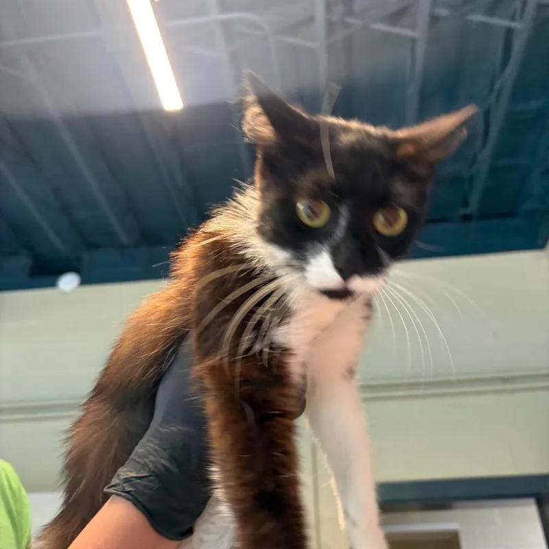An adult medium-sized female Black Domestic Short Hair cat named Indy for adoption in Huntington, WV