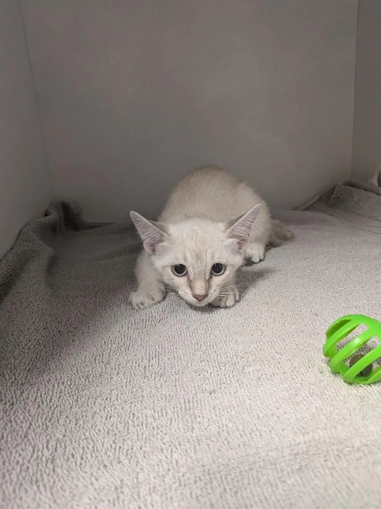 LuLu