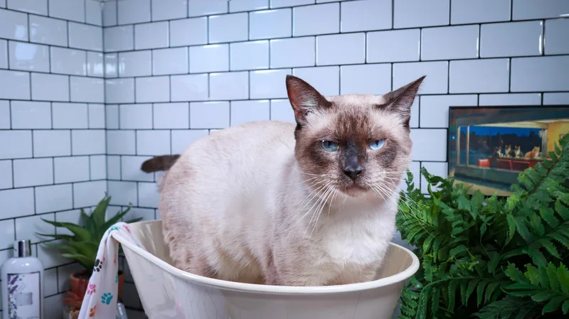 An adult large-sized male Seal Point Siamese cat named Khaki Pants for adoption in Parker, TX