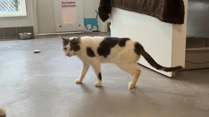 An adult medium-sized male Domestic Short Hair cat named Parrot for adoption in Sultan, WA