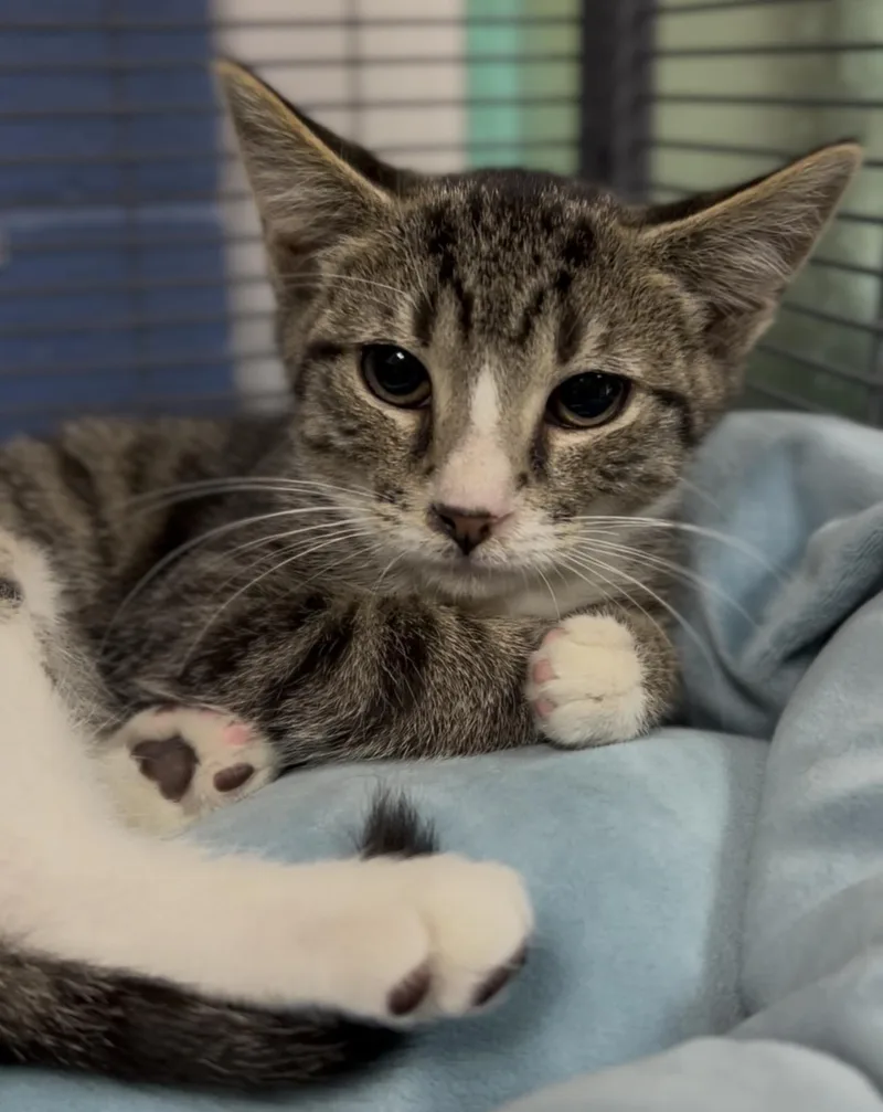 A baby medium-sized female Tabby (Brown / Chocolate) Domestic Short Hair cat named Seas for adoption in Charleston, SC
