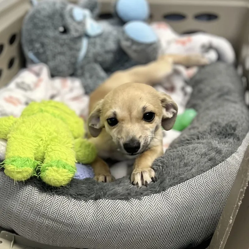 A baby small-sized male Yellow / Tan / Blond / Fawn Mixed Breed dog named Yote for adoption in Wantagh, NY