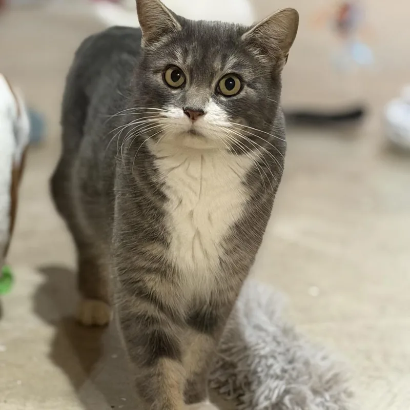 A young medium-sized female Gray / Blue / Silver Domestic Short Hair cat named Tabitha Meet Me At for adoption in Buffalo, MN
