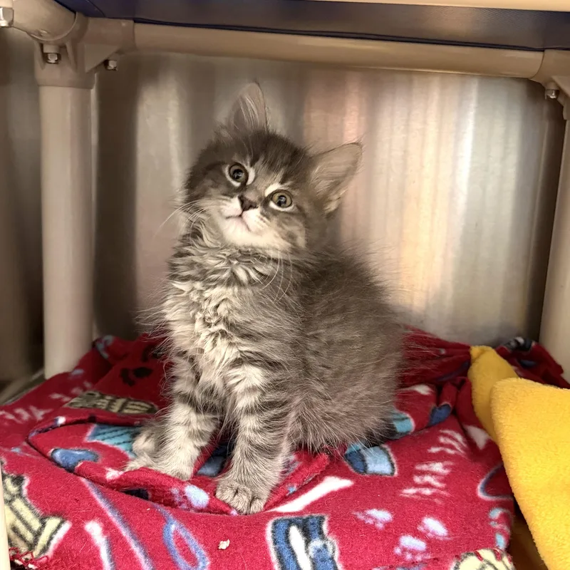 A baby medium-sized female Tabby (Gray / Blue / Silver) Domestic Long Hair cat named Carlie for adoption in Wantagh, NY