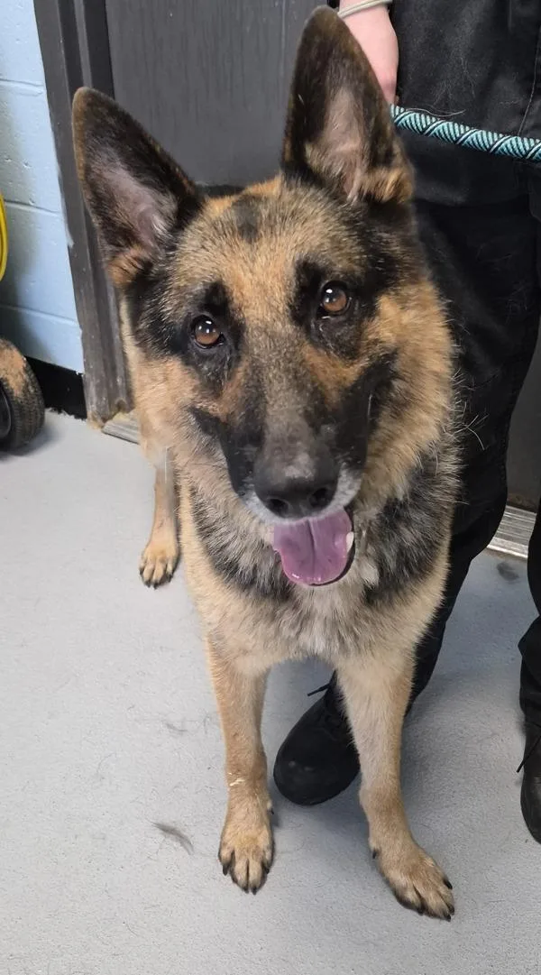 An adult large-sized male German Shepherd Dog dog named Ic for adoption in Lawrenceville, GA