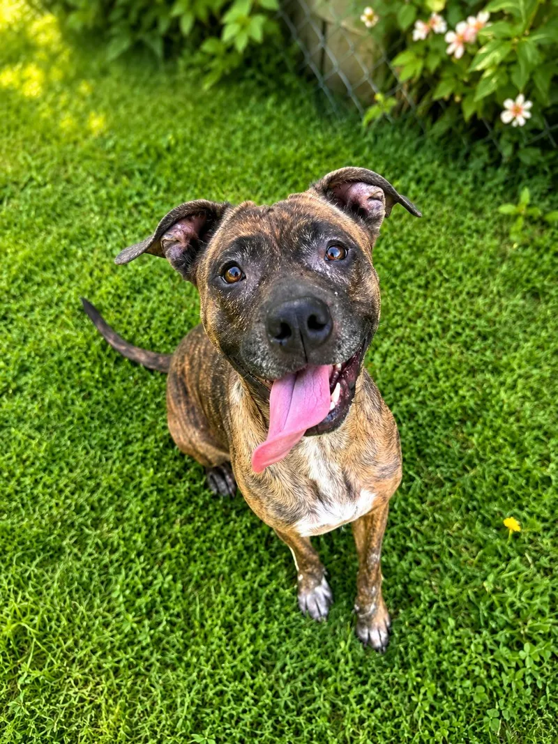 An adult medium-sized female Brindle Mixed Breed dog named Penny for adoption in Norwich, NY