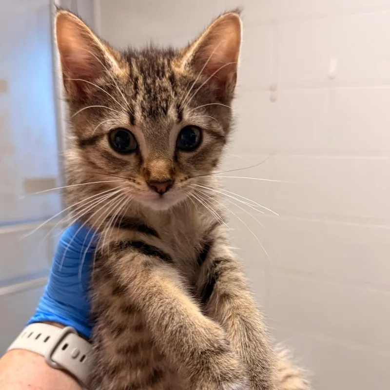 A baby small-sized female Brown / Chocolate Domestic Short Hair cat named Briar for adoption in Evansville, IN