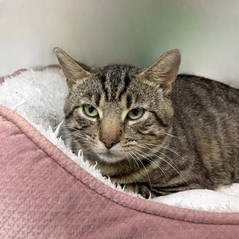 A young small-sized male Domestic Short Hair cat named Grackle for adoption in State College, PA