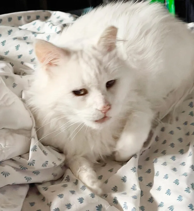 An adult medium-sized male White Domestic Long Hair cat named Guedo Gato for adoption in Chandler, AZ