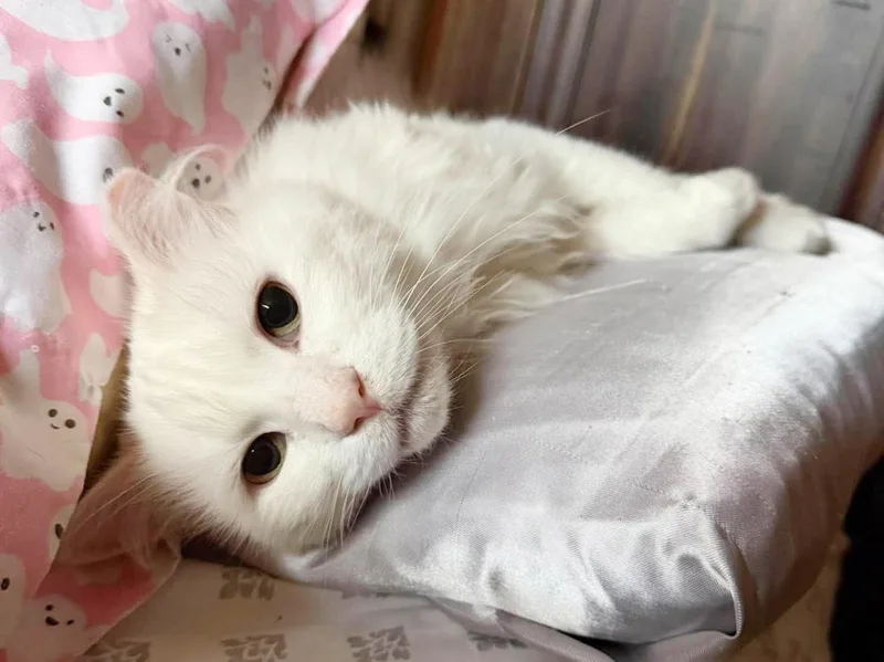 Guedo Gato thumbnail 2