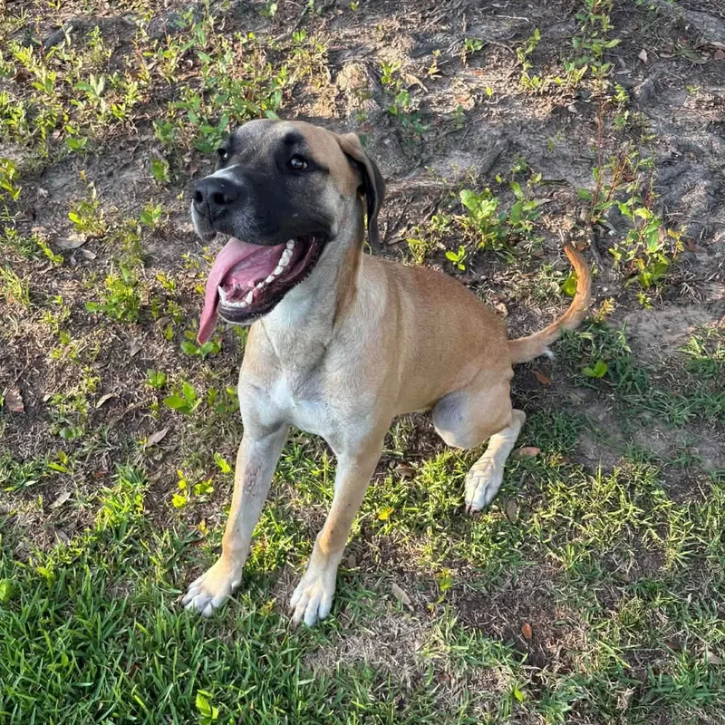 A young large-sized male Great Dane dog named Sarge Strong Name for adoption in Sugar Land, TX