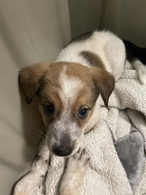 A baby medium-sized male Australian Cattle Dog / Blue Heeler dog named Derrin A for adoption in Plano, TX