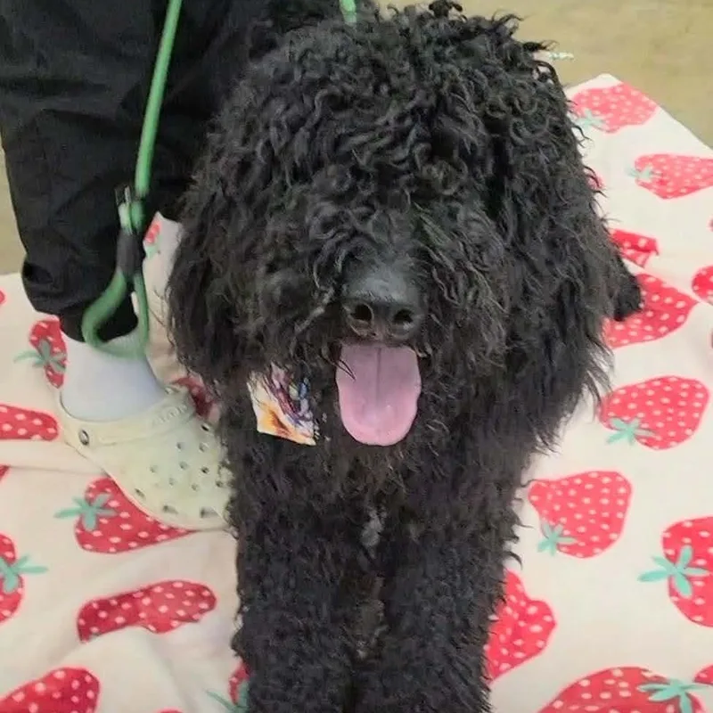 A young large-sized male Black Poodle dog named Ringo for adoption in Woolwich, ME