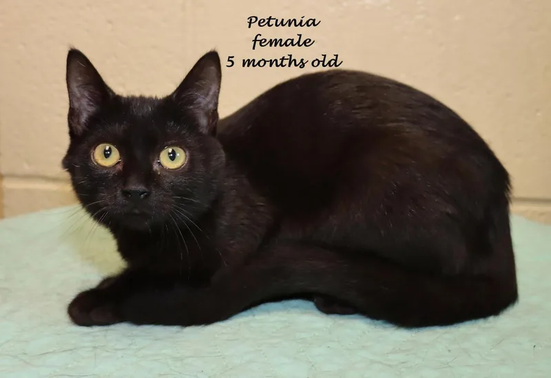 A baby medium-sized female Domestic Short Hair cat named Petunia for adoption in Euclid, OH