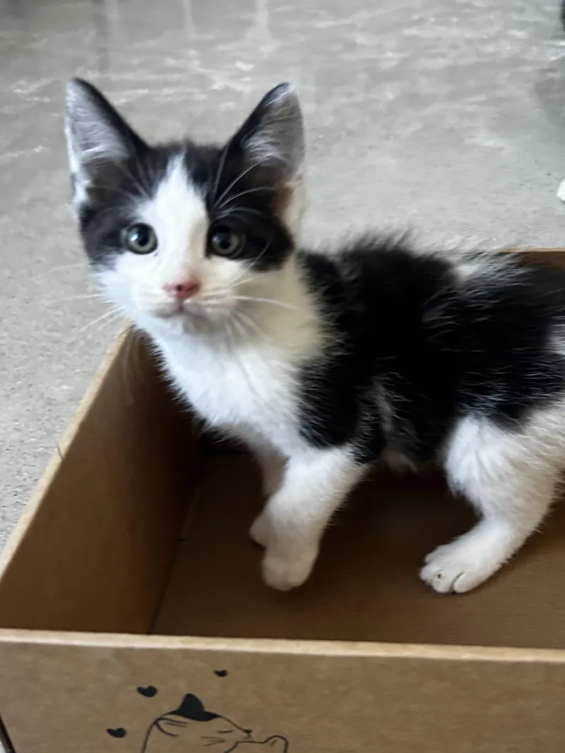 A baby medium-sized male Black & White / Tuxedo Tuxedo cat named Storm for adoption in Sandusky, MI
