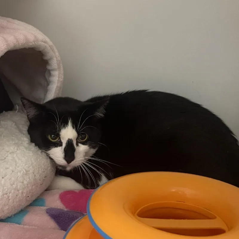 A young large-sized female Black Domestic Short Hair cat named Lola for adoption in Westhampton, NY