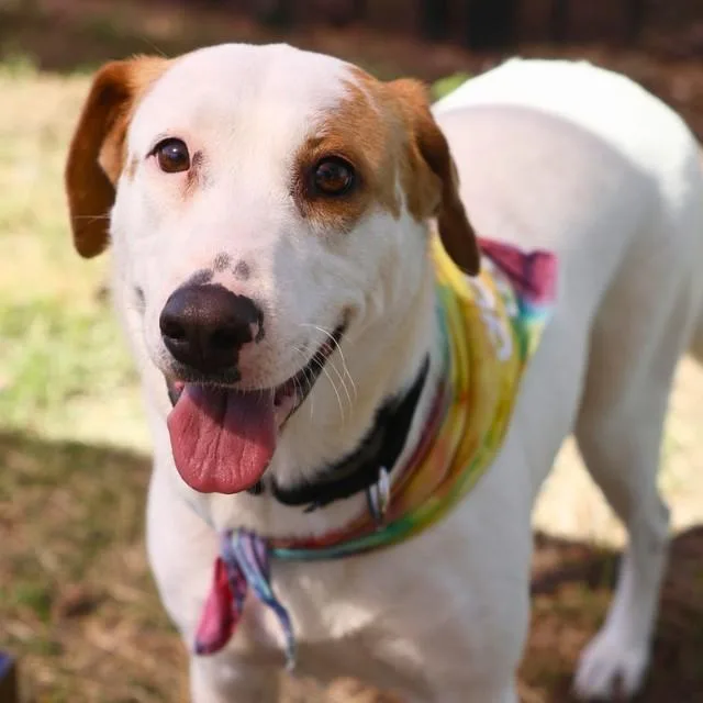 An adult large-sized female Labrador Retriever dog named Pam for adoption in San Antonio, TX